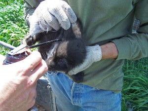 Mineral oil used in fox ears for prevention of ear mites