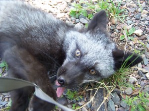 Silver fox pup in late July