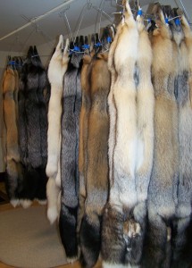 Pelts of various colors prepared for judging at the USFSC Pelt Show in 2011